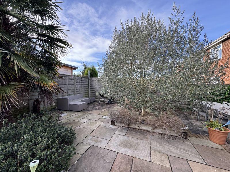 Olive Tree