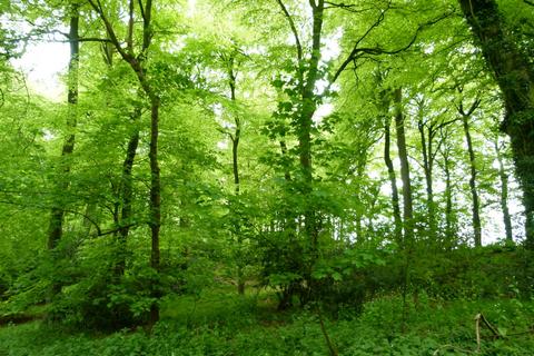 Woodland for sale, Owlswick Wood, Great Missenden, Buckinghamshire HP16