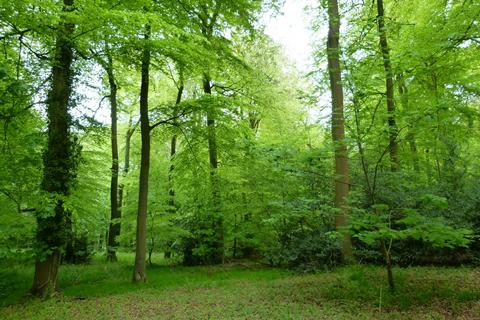 Woodland for sale, Owlswick Wood, Great Missenden, Buckinghamshire HP16