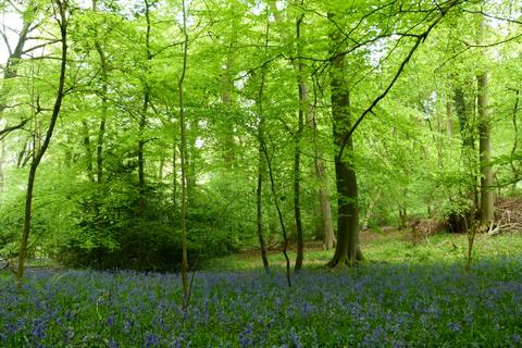 Woodland for sale, Owlswick Wood, Great Missenden, Buckinghamshire HP16