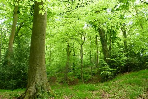 Woodland for sale, Owlswick Wood, Great Missenden, Buckinghamshire HP16