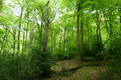 Woodland for sale, Owlswick Wood, Great Missenden, Buckinghamshire HP16