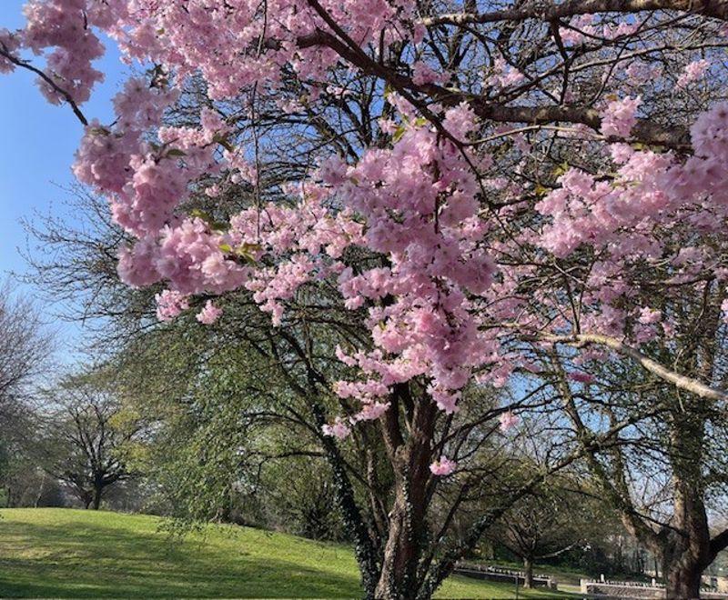 Cherry Blossom