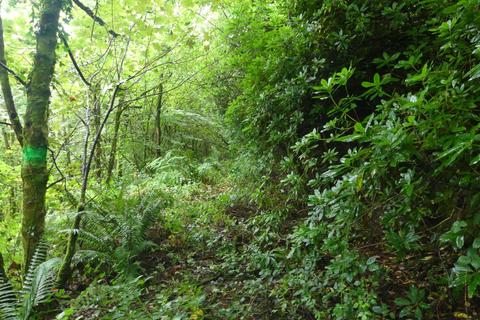 Woodland for sale, Coed Crib, near Nantgaredig, Carmarthenshire SA32