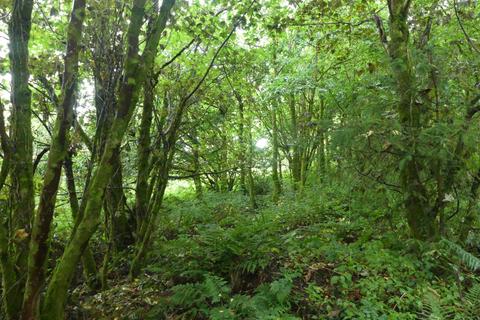 Woodland for sale, Coed Crib, near Nantgaredig, Carmarthenshire SA32
