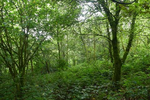 Woodland for sale, Coed Crib, near Nantgaredig, Carmarthenshire SA32