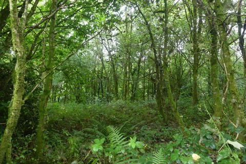 Woodland for sale, Coed Crib, near Nantgaredig, Carmarthenshire SA32