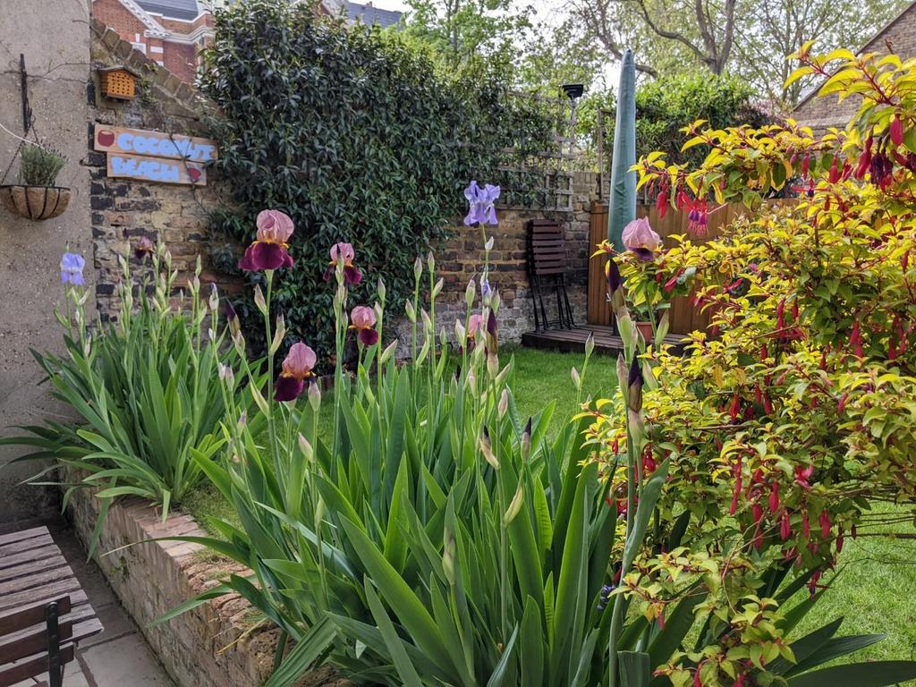 Tulips.jpg