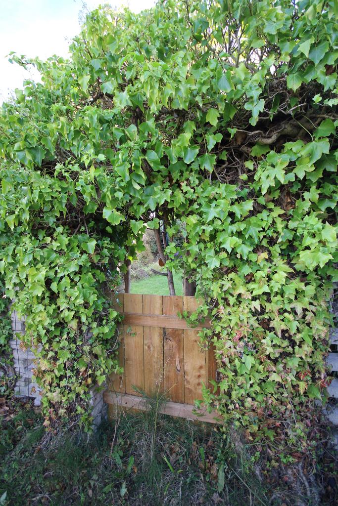 Side Garden