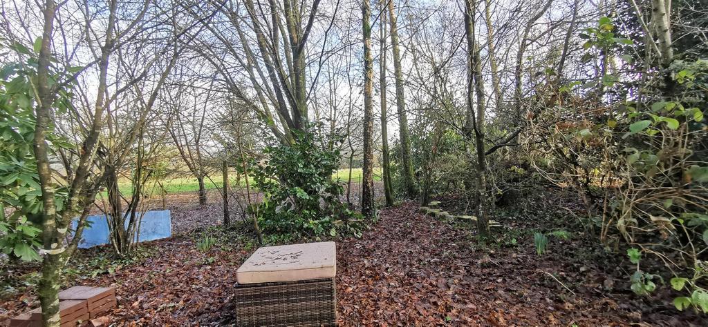 Wooded Area