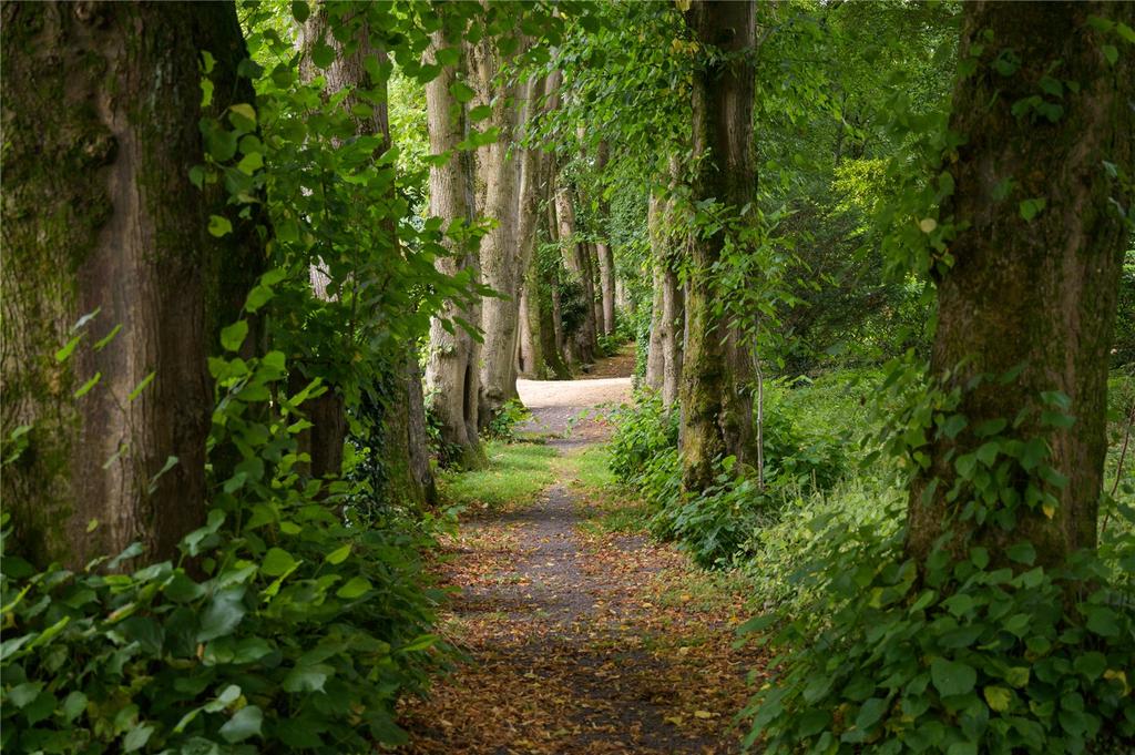 Lime Tree Avenue
