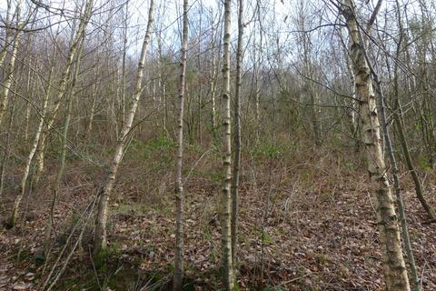 Woodland for sale, Dol Llan Wood, near Llandysul, Carmarthenshire SA44