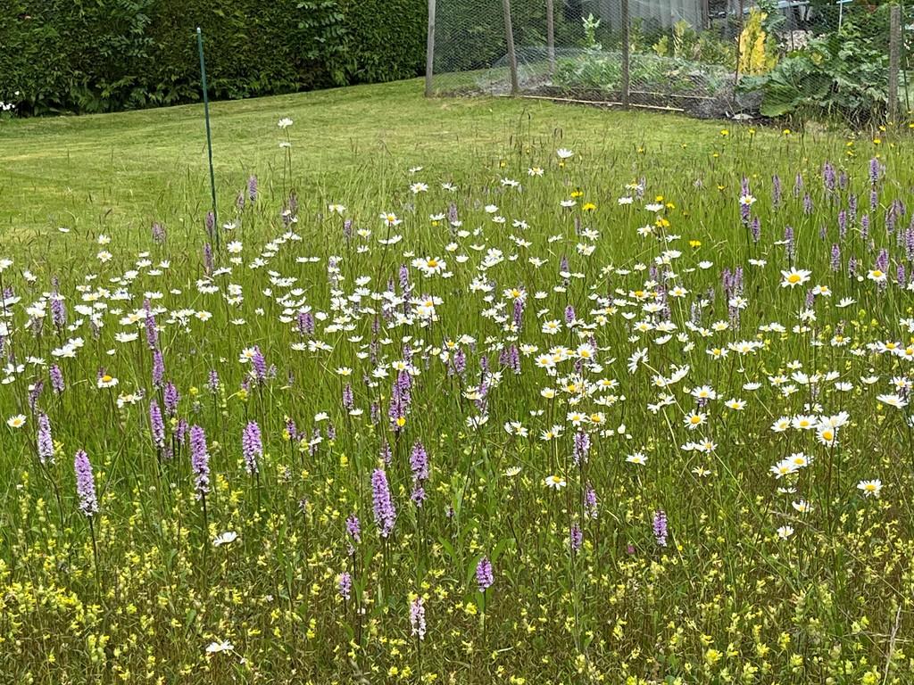 Meadow