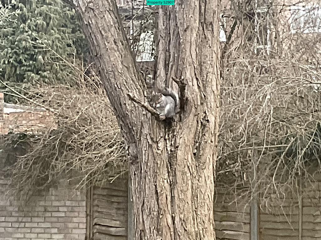 A Squirrel