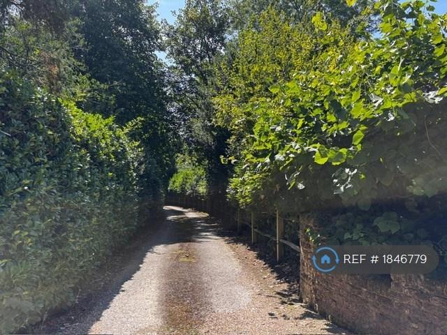 Oak-Lined Driveway Up To House