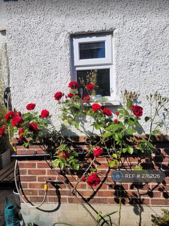 Back Garden