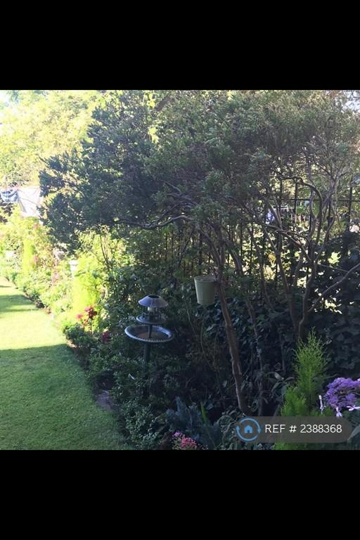 Back Garden