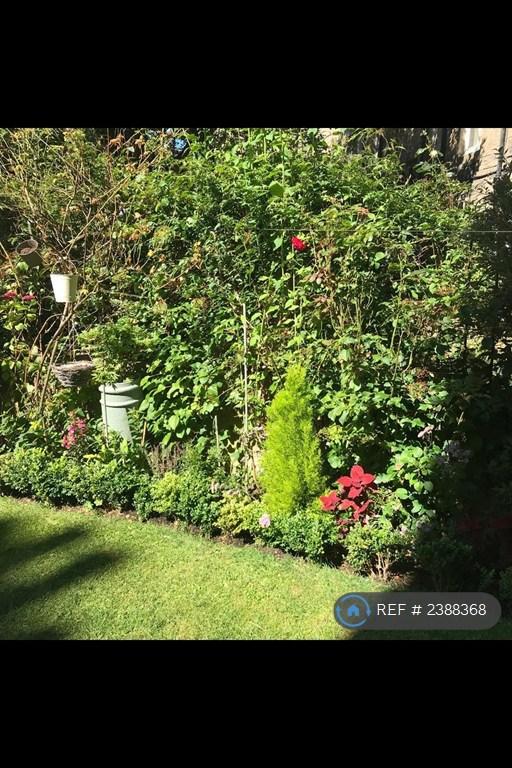 Back Garden