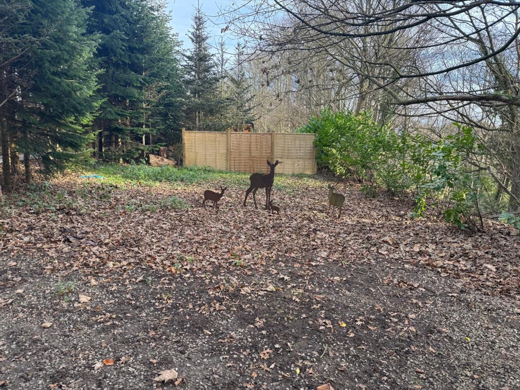 Site of possible new Lodge