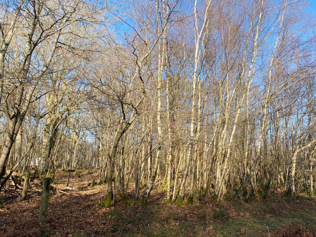 Woodland Site