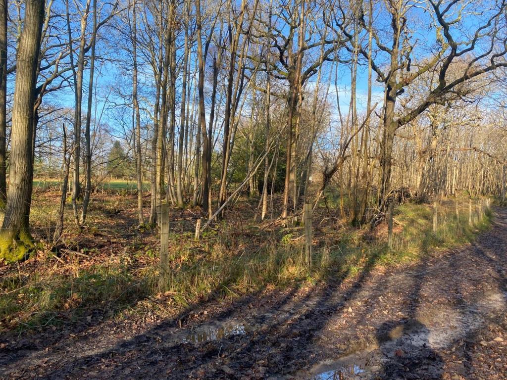 Plot of Woodland