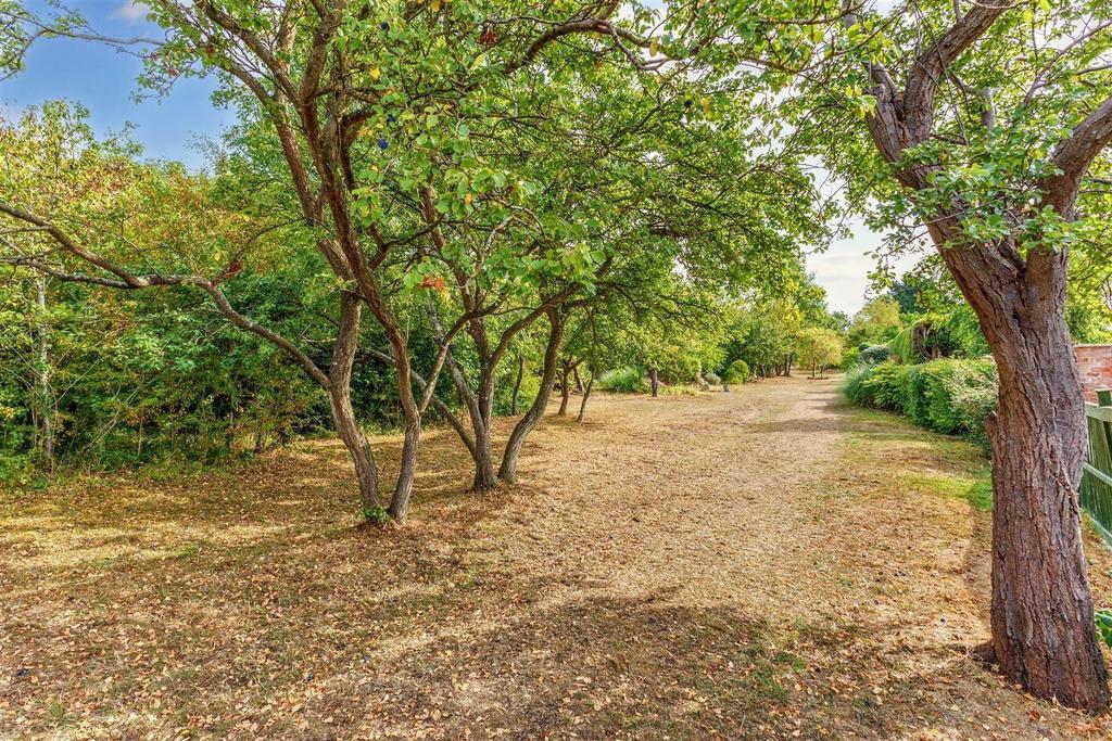 Orchard.jpg
