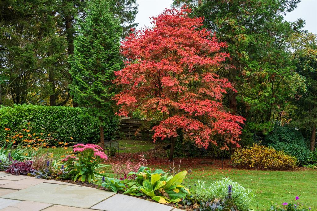 Acer Tree