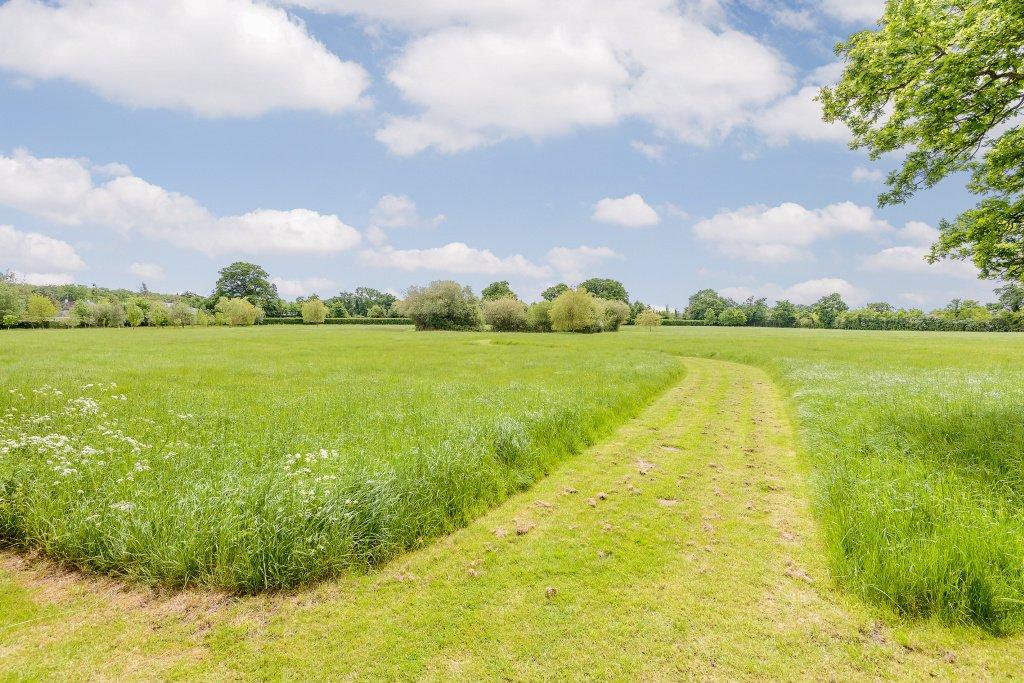 Communal Meadow