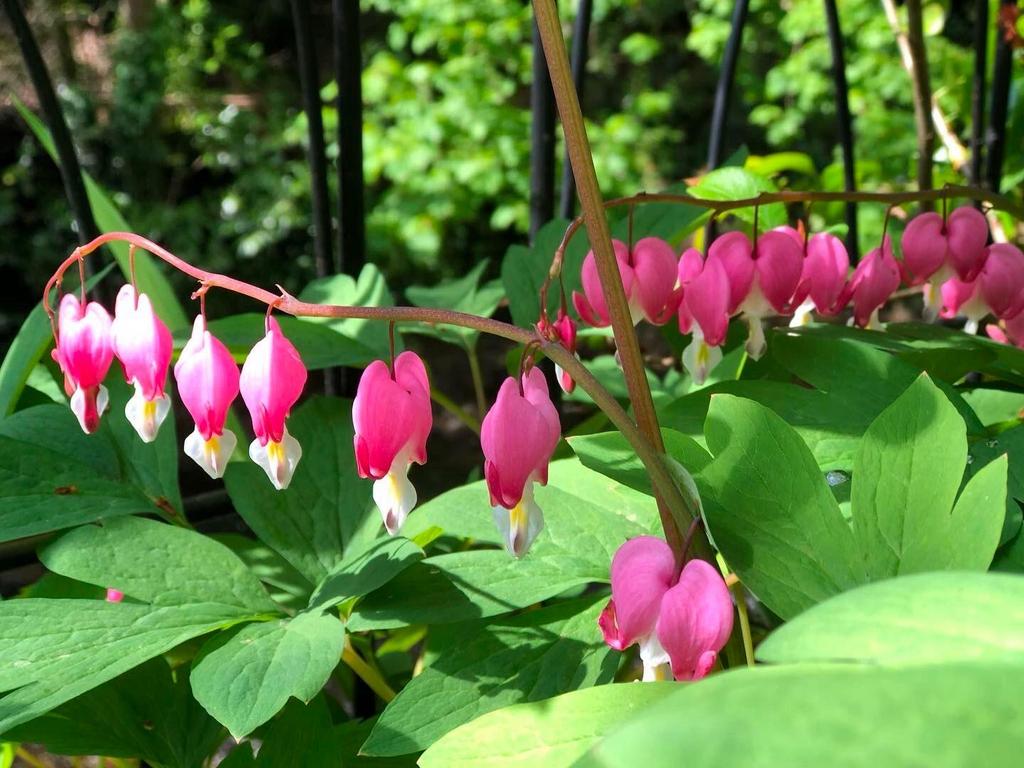 Bridge Cottage garden flowers.jpg