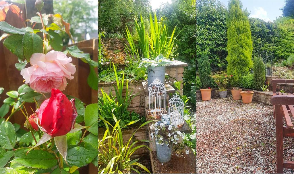 Rear garden in bloom
