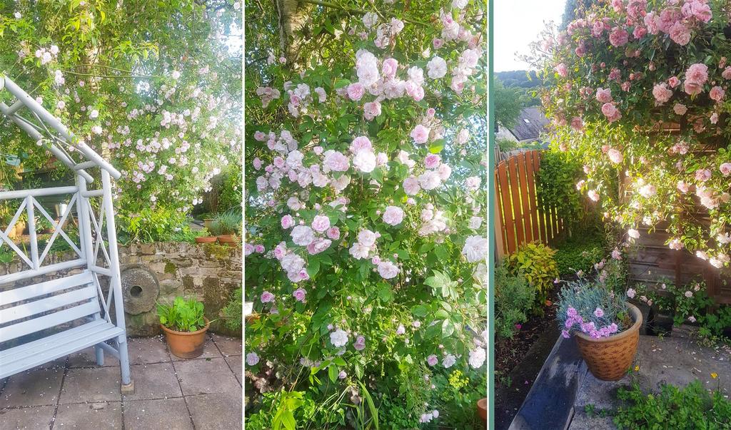 Rear garden in bloom