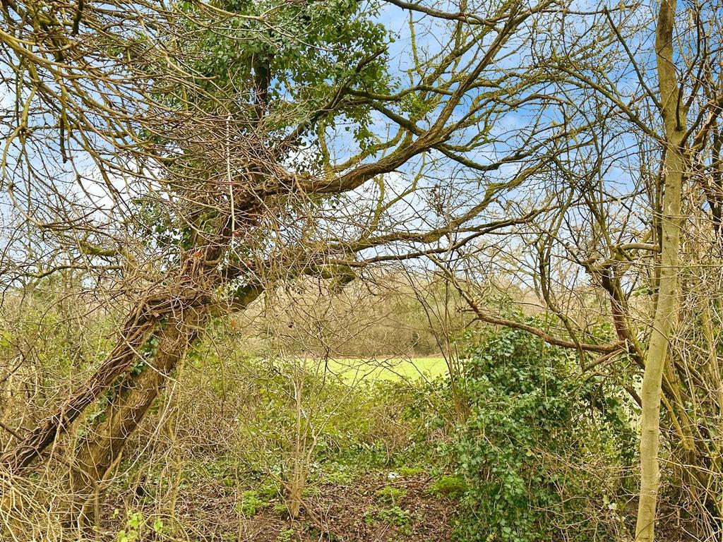 Shrub outlook