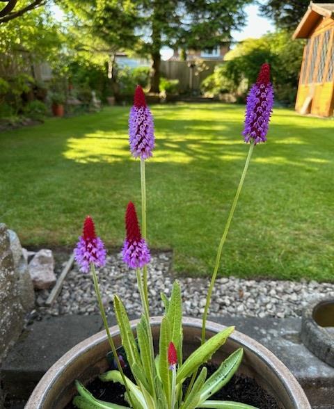 Garden in spring.jpg