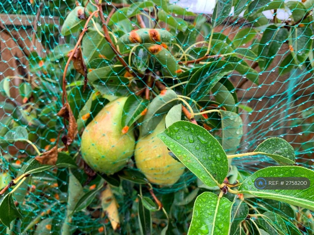 Pear Tree