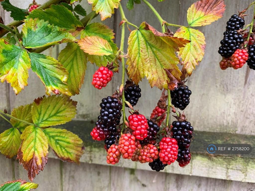Black Berries Bush