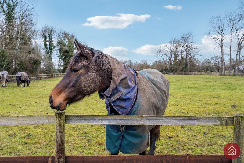 Paddocks to Rear