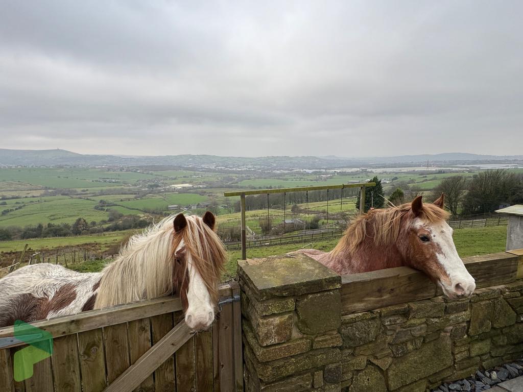 Back garden view