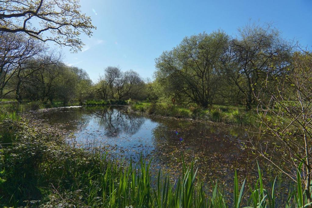Pond