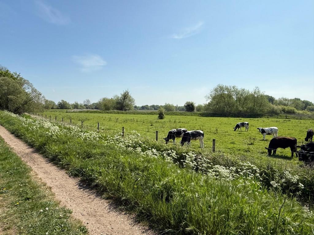Cows