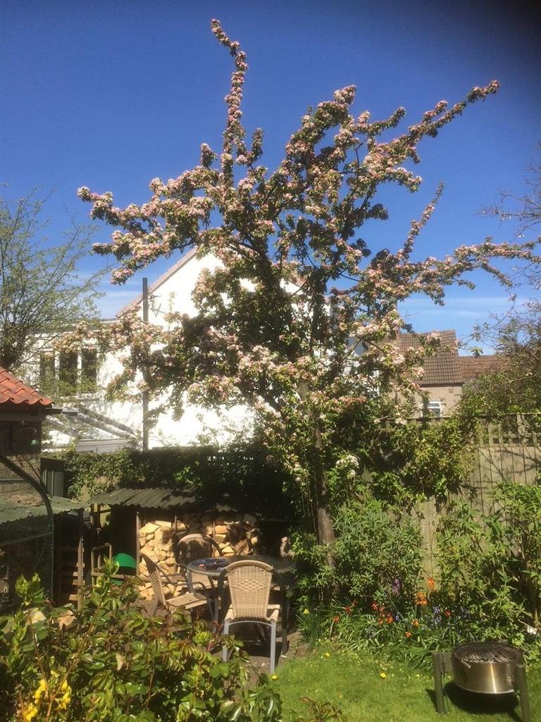 Garden (1).jpeg