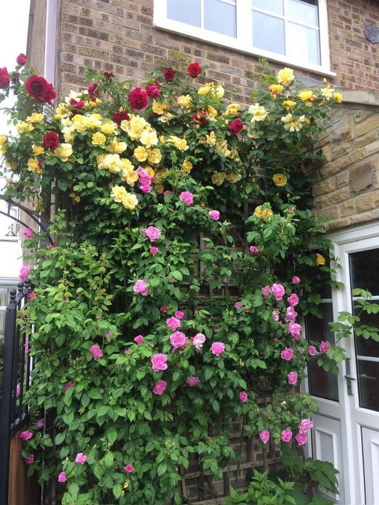 Garden (2).jpeg