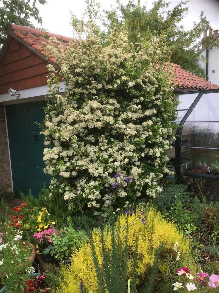 Garden (8).jpeg