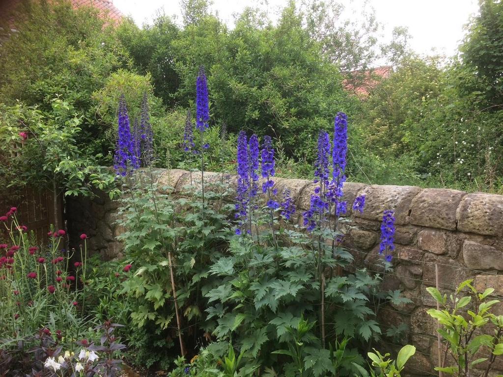 Garden (9).jpeg