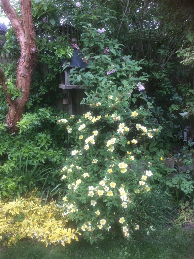 Garden (10).jpeg