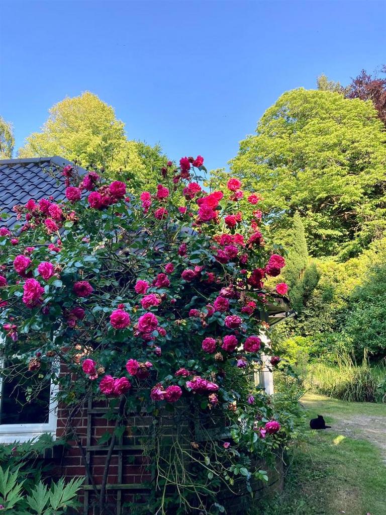 Summer Photo Garden
