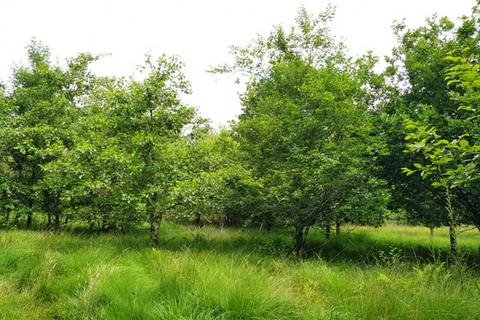 undefined, Carminow Wood (8 acres) - Ashwater, Near Holsworthy Devon  EX21