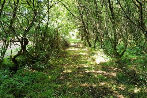 undefined, Bradaford Wood  (over 3 acres), Ashwater, Near Holsworthy, Devon EX21