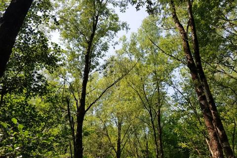 undefined, Bradaford Wood  (over 3 acres), Ashwater, Near Holsworthy, Devon EX21
