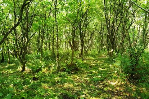 undefined, Bradaford Wood  (over 3 acres), Ashwater, Near Holsworthy, Devon EX21