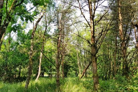undefined, Ruby Wood (2 and a third acres), Ashwater, Near Holsworthy, Devon EX21